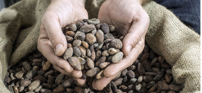 The Cocoa Crisis: Balancing Markets and Consumers